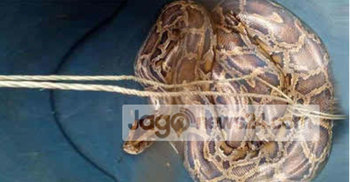 মঠবাড়িয়ার লোকালয়ে বিশাল আকৃতির অজগর