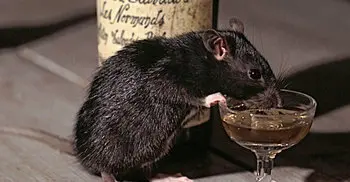 Indian police blame rats for drinking 9 lakh litres seized liquor