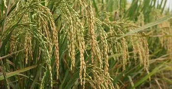 Food grain production grows by 13% in six years