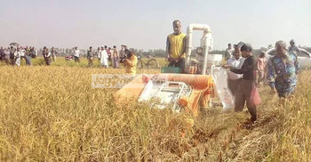 সাঁওতালদের ধান বুঝিয়ে দিয়েছে মিল কর্তৃপক্ষ