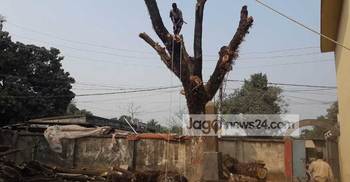 অবশেষে অপসারণ হলো মরা গাছটি