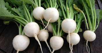 গুণে ভরা শালগম