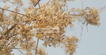 ফুলে ফুলে ছেয়ে গেছে সজিনা গাছ