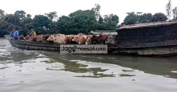 হাওরাঞ্চলে পানির দরে বিক্রি হচ্ছে গরু