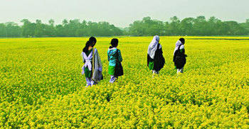 হলুদে হলুদে ভরে গেছে মাঠ