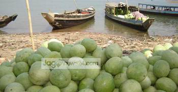 রাঙামাটিতে এবারও তরমুজের বাম্পার ফলন