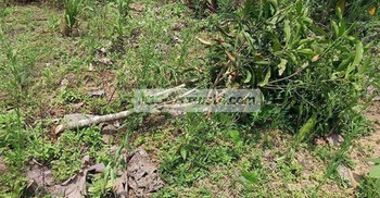 চাঁদা না পেয়ে বাগান কেটে সাবাড়!