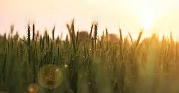 Bangladeshi scientists offer to help India combat wheat blast 