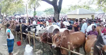 RSS Muslim wing to discourage sacrifice of cows on Eid