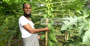 পেঁপের ফলনে অভিভূত শিক্ষক ফরিদ