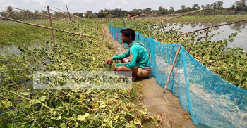 ভারি বৃষ্টিতে ৪৭৫ হেক্টর জমির সবজি নষ্ট