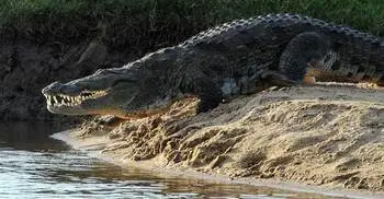 Body of British journalist killed by crocodile found in Sri Lanka