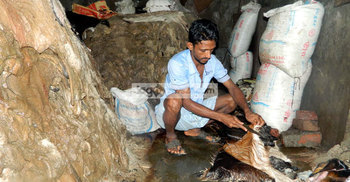 কম দামে চামড়া কিনেও শঙ্কায় ব্যবসায়ীরা