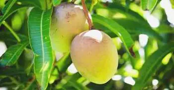 10 unknown benefits of mango leaves