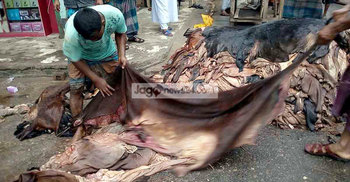 খাজনা দিতে শেষ চামড়া বিক্রির টাকা