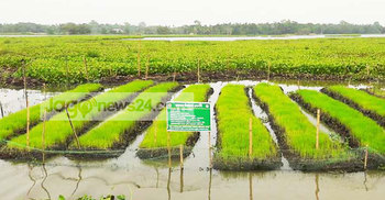 বন্যার ক্ষতি এড়াতে ভাসমান বীজতলা, আগ্রহ বাড়ছে কৃষকের