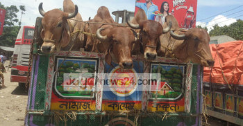 দৌলতদিয়ায় গরুর গাড়ির দীর্ঘ সারি