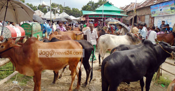দেশি গরুতে আগ্রহ ক্রেতাদের