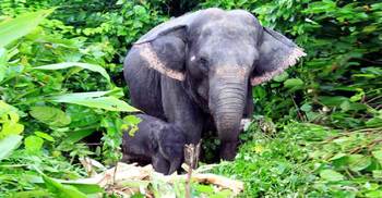 মুক্তিরাণীর বাচ্চার নাম রাখা হলো বন মাধুরী