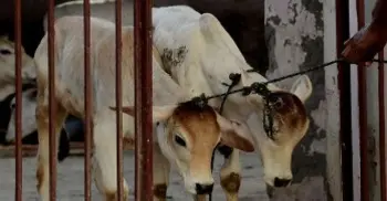 India SC suspends cattle slaughter ban