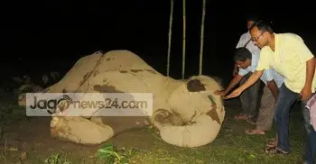 Rajlokkhi dies