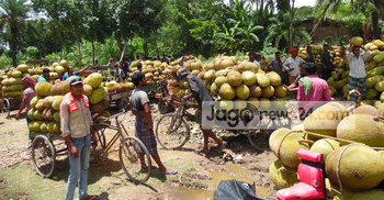 ঝিনাইদহে কাঁঠালের বাম্পার ফলন