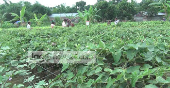 চাষির মুখে ‘পটলের হাসি’