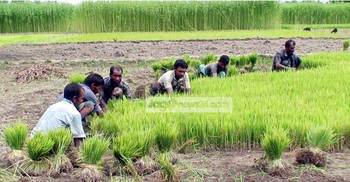 পঞ্চগড়ে পানির জন্য হাহাকার