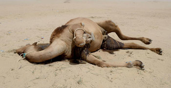 পিপাসায় প্রাণ গেল সীমান্তে আটকা শত শত কাতারি উটের