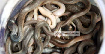 এবার একঘরে মিলল ৭০ বিষধর গোখরা