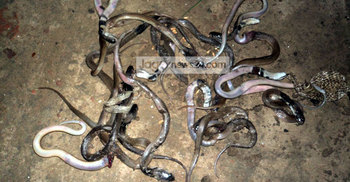 কুষ্টিয়ায় বসতবাড়ি থেকে আরও ১৬ গোখরা উদ্ধার