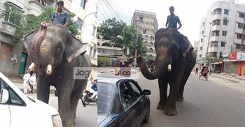 হাতি দিয়ে রাস্তায় গাড়ি আটকিয়ে চাঁদাবাজি