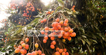 গাজীপুরে লিচু বাগানে লাল-গোলাপী রঙের সাজ