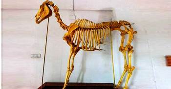 শেকৃবি শিক্ষার্থীদের ঘোড়ার কঙ্কাল তৈরি