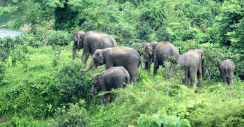 নাইক্ষ্যংছড়িতে বুনো হাতির আক্রমণে শ্রমিকের মৃত্যু