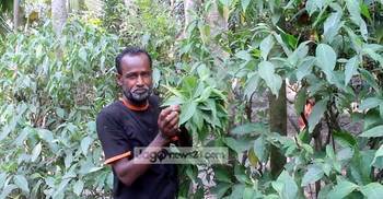 ঝিনাইদহে বাসক বিপ্লব