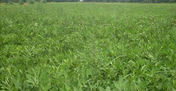 সয়াবিন উৎপাদন ও বাজার ব্যবস্থা শক্তিশালী করার তাগিদ