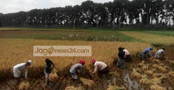 টাঙ্গাইলে ধান কাটার ধুম, বাম্পার ফলনেও হতাশ কৃষক