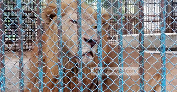 ঈদে চিড়িয়াখানায় বাড়তি আয়োজন