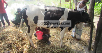 বাচ্চা প্রসব ছাড়াই দুই কেজি করে দুধ দিচ্ছে গাভী