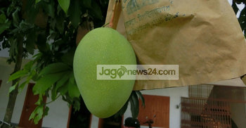 বিষমুক্ত ফল-সবজি উৎপাদনে দেশেই তৈরি হচ্ছে ফ্রুটব্যাগ