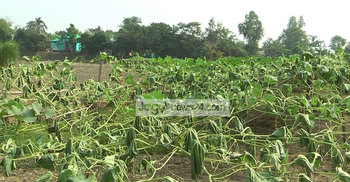 লাউ গাছ কেটে শত্রুতা!
