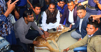 লোকালয়ে মায়া হরিণ