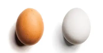 Brown eggs vs white eggs: What’s the difference?