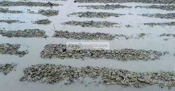 চাঁদপুরে তৃতীয় দফা আলু চাষিদের বিপর্যয়