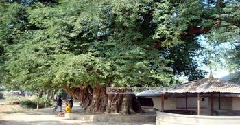 ইতিহাসের সাক্ষী ৫০০ বছরের তেঁতুল গাছ