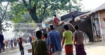 হাতি রেখে পালাল মাহুত