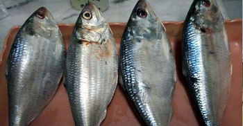 ইলিশের নামে ক্রেতারা খাচ্ছেন বিষ!