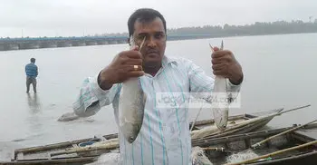 তিস্তা পাড়ের আরেক আকর্ষণ তাজা ইলিশ