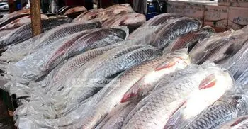 BFDC opens specialized fish market in city